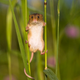 Illustration for article titled The harvest mouse is natures most adorable acrobat